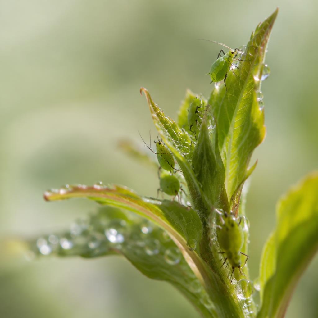 Garden pests